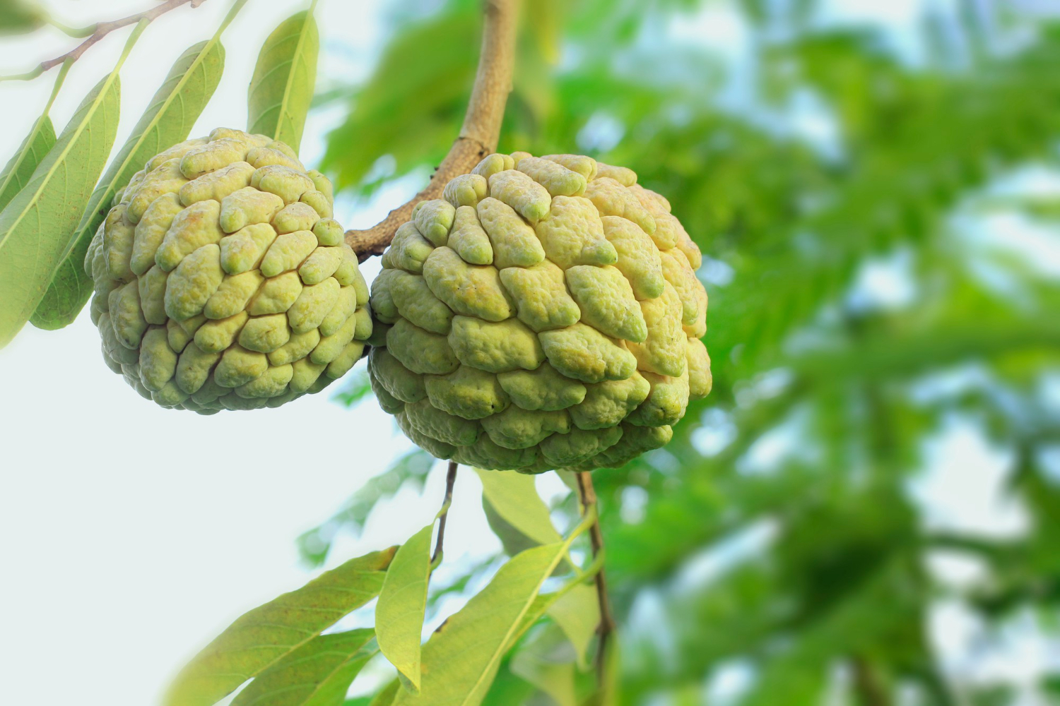 Fertilizantes